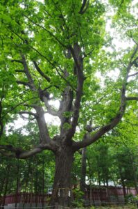霧島神宮近くの宿でおすすめの宿泊施設は？