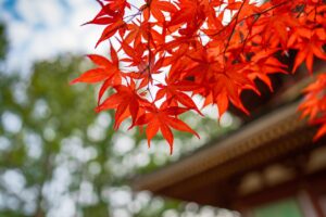 九州のお寺巡りに最適なルートは？