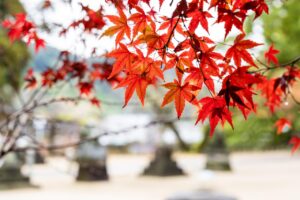 九州のカップルにおすすめの旅行神社は？