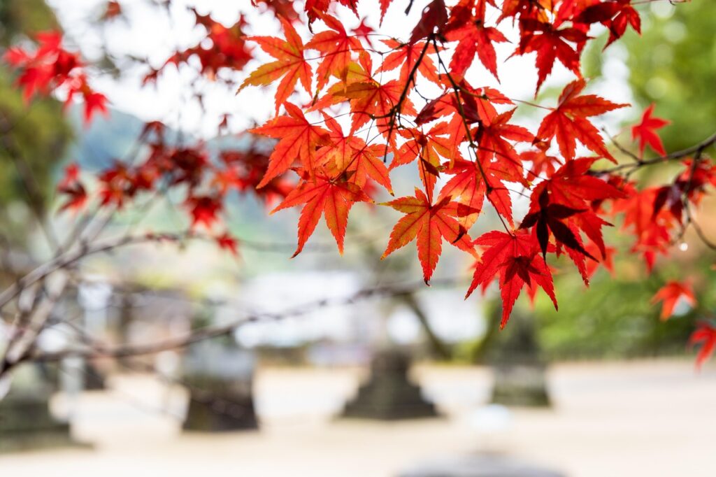 九州のカップル旅行におすすめの神社はどこ？