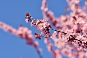 九州桜名所で訪れるべき絶景スポットは？