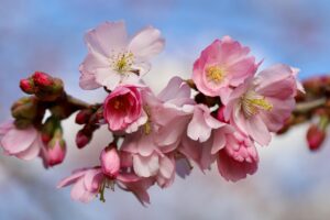 九州の桜名所で絶対に訪れるべきスポットは？