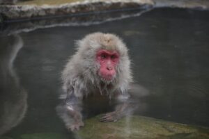 九州の露天風呂付き客室でおすすめの宿は？