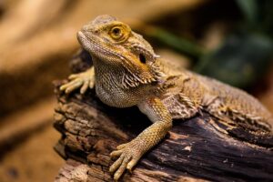 大分の宿で高評価の口コミはどこにある？