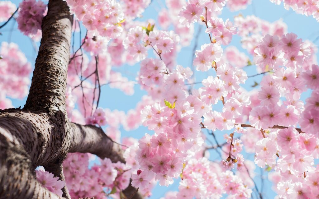 宮崎の霊場で楽しめる桜の名所は？