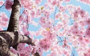 宮崎の霊場で楽しめる桜の名所は？