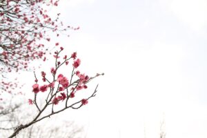 長崎平和公園を参拝するのに最適な時間は？