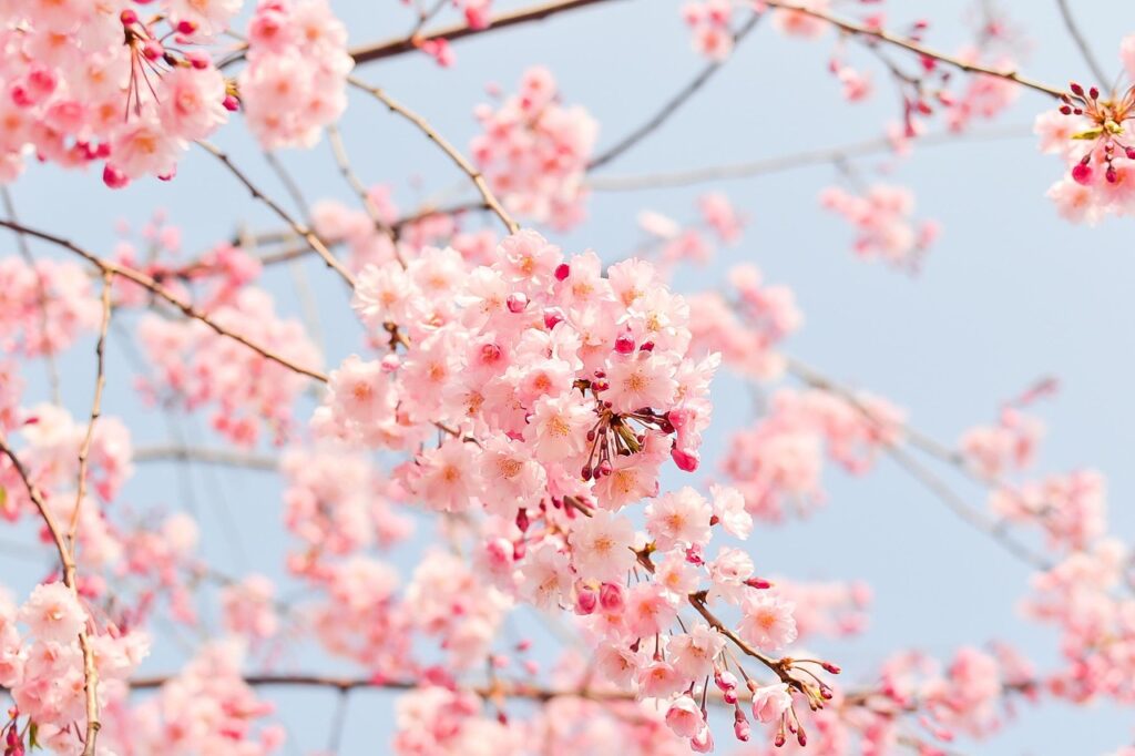 鹿児島の霊場で楽しめる桜の見どころは？