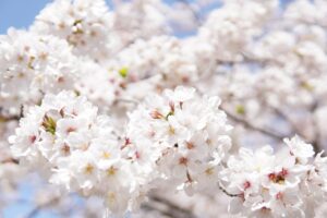 佐賀の有田陶磁美術館を見学する際のポイントは？