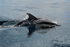 鹿児島の池田湖で楽しめるイルカショーの魅力は？