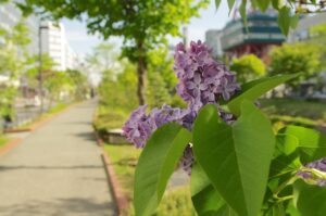 鹿児島の薩摩切子体験と大分の臼杵石仏公園散策を楽しむ方法は？